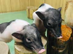 -藦茜花园宠物主题亲子互动体验馆(国顺东路店)