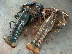 -清水湾3号(东方小周海鲜店)