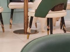 -安格丽娜·狗咖·猫咖羊驼咖(春熙路百盛商场店)