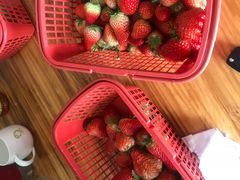 -胜丰草莓采摘园