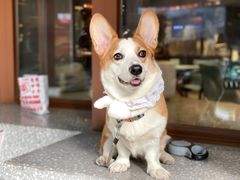 -sugarman espresso素饮糖人高新咖啡工厂