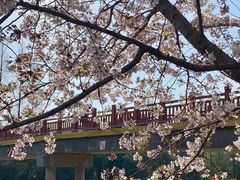 -高东镇樱花园