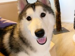 奶酪-Husky Go! 哈士奇体验馆·宠物咖啡厅狗咖