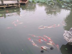-鹅湖玫瑰文化园