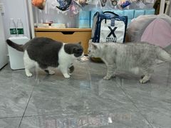 -爱洗澡的猫(望京店)