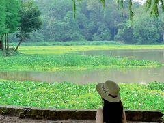 -南宁良凤江国家森林公园