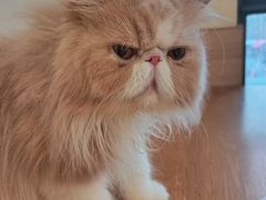 -滚猫咖啡·猫咖·猫友好撸猫(未来城店)