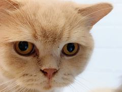 -猫房·猫吧·猫咖(龙湖时代汇店)