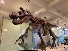 -美国自然历史博物馆