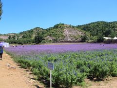-紫海香堤香草艺术庄园