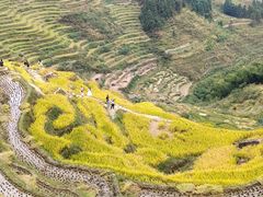 -紫鹊界梯田景区