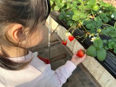 -甜心庄园·甜心草莓采摘园(西青中北店)