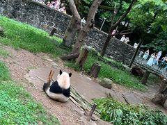 -都江堰中华大熊猫苑