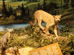 -陕西自然博物馆