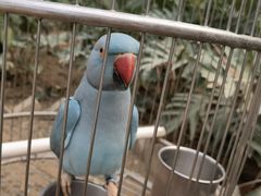 -南宫五洲植物乐园