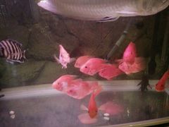 android_upload_pic-皇轩大饭店(观音桥店)