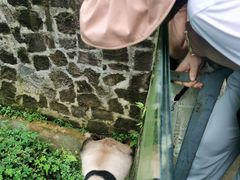 -都江堰中华大熊猫苑