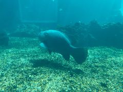 -海棠湾洲际-涛·海底餐厅·美人鱼·自助餐·海底隧道