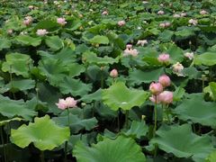 -荷塘月色湿地公园·向阳花洲
