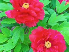 -莲花池公园