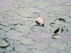 -陈家山荷花公园