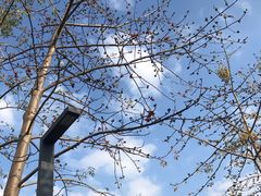 -香蜜公园