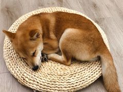 -浣熊柯尔鸭土拨鼠·电玩咖