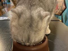 -猫小院猫主题咖啡厅(北锣店)