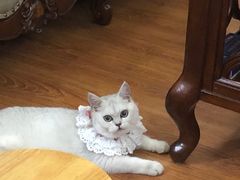 -喵zoo家庭繁育猫舍(尖东智能花园店)