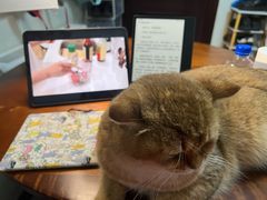 -瑞派·关忠动物医院·猫专科·犬专科(三环新城店)