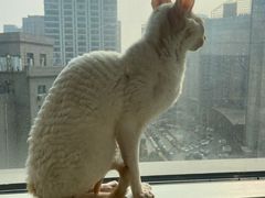 -米宠家·撸猫猫咖小萌宠·猫咪洗澡·猫咪寄养(高新大都荟店)