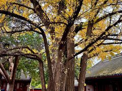 -红螺寺