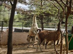 -青藏高原野生动物园