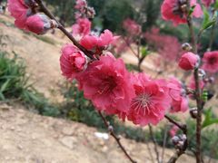 -南国桃园旅游度假区