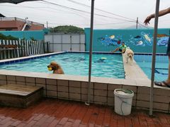 -趣玩宠物乐园寄养训犬训狗游泳池