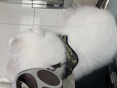 -申普宠物医院·心脏介入·心血管微创(总院)