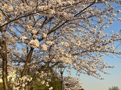 -高东镇樱花园