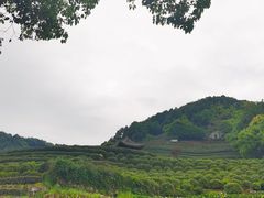 -十八棵（老龙井）御茶园(老龙井店)