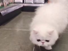 -萌兽医馆·眼科·异宠专科(三里屯店)