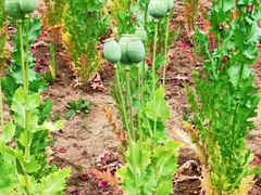 -国家植物园南园