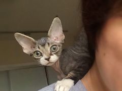 -momokira米努特·德文卷毛猫·棉花面纱犬