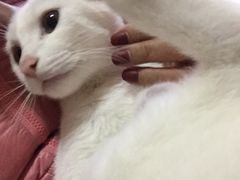 -芭比堂动物医院·24小时·眼科中心(深圳中心)