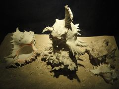 -亚龙湾中心广场·贝壳馆