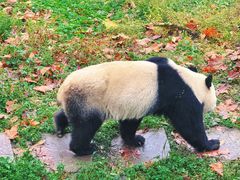 -中国大熊猫保护研究中心雅安碧峰峡基地