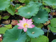 -石家庄市植物园