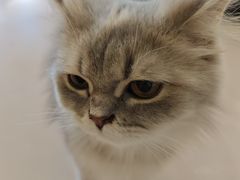 -平行世界·猫咖(首经贸店)
