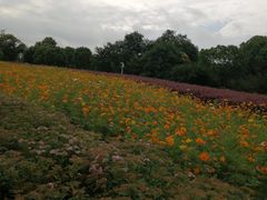 -九里河湿地公园