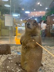 -神奇动物撸宠馆·羊驼·小浣熊·异宠(豫园店)