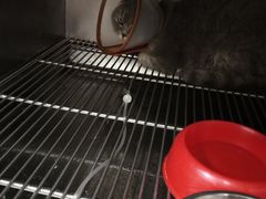 -爱侣宠医·鹦鹉专科·小型哺乳类·异宠专科(灵石路店)