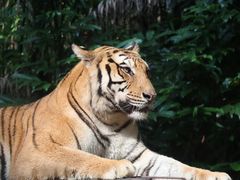 -广州长隆野生动物世界